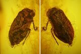 Detailed Fossil Beetle (Coleoptera) In Baltic Amber #142187-2